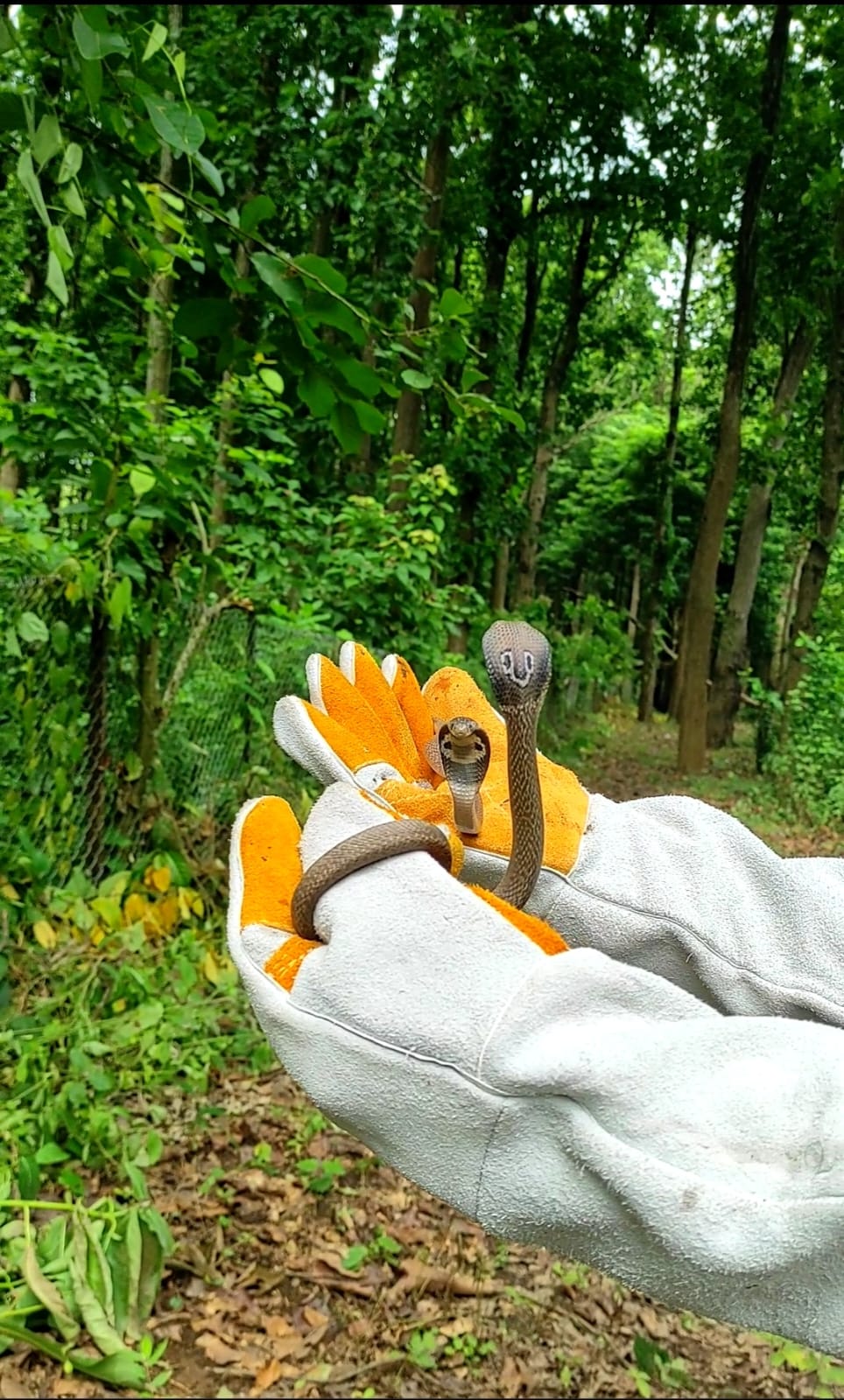 snake rescue operation by Sagar Pandey in Babycobrainmyhand