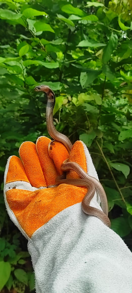 snake rescue operation by Sagar Pandey in Babycobrainmyhand2