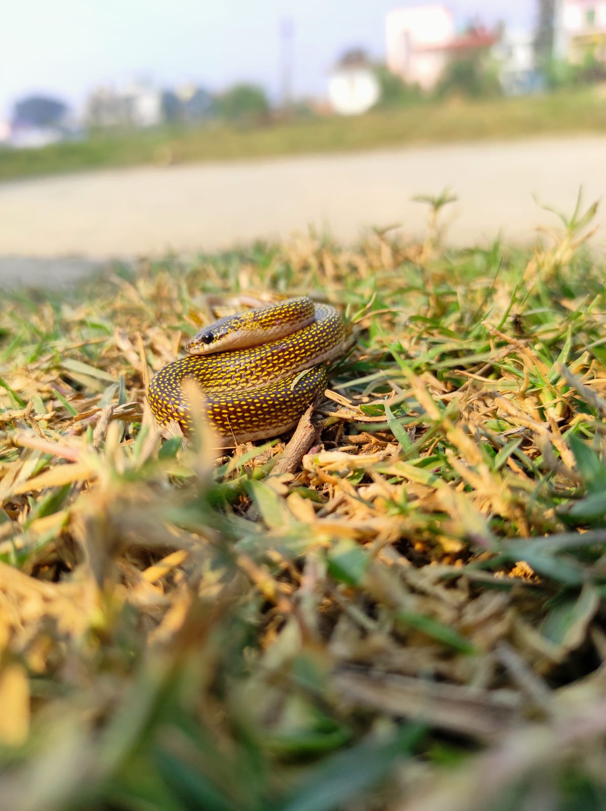 snake rescue operation by Sagar Pandey in Butwalsnake