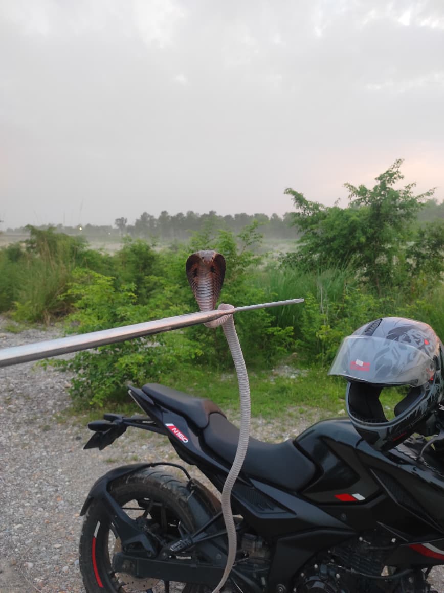 snake rescue operation by Sagar Pandey in Cobrasnake