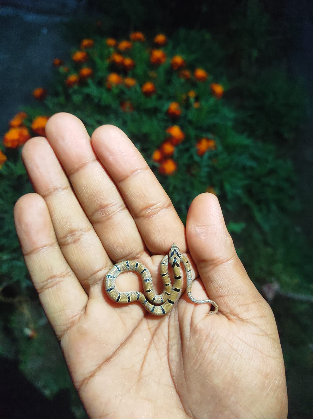 snake rescue operation by Sagar Pandey in Snakebutwal