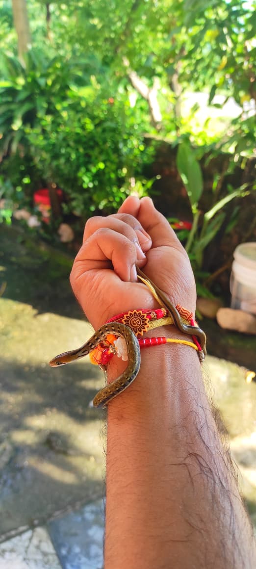 snake rescue operation by Sagar Pandey in Snakeinmyhand