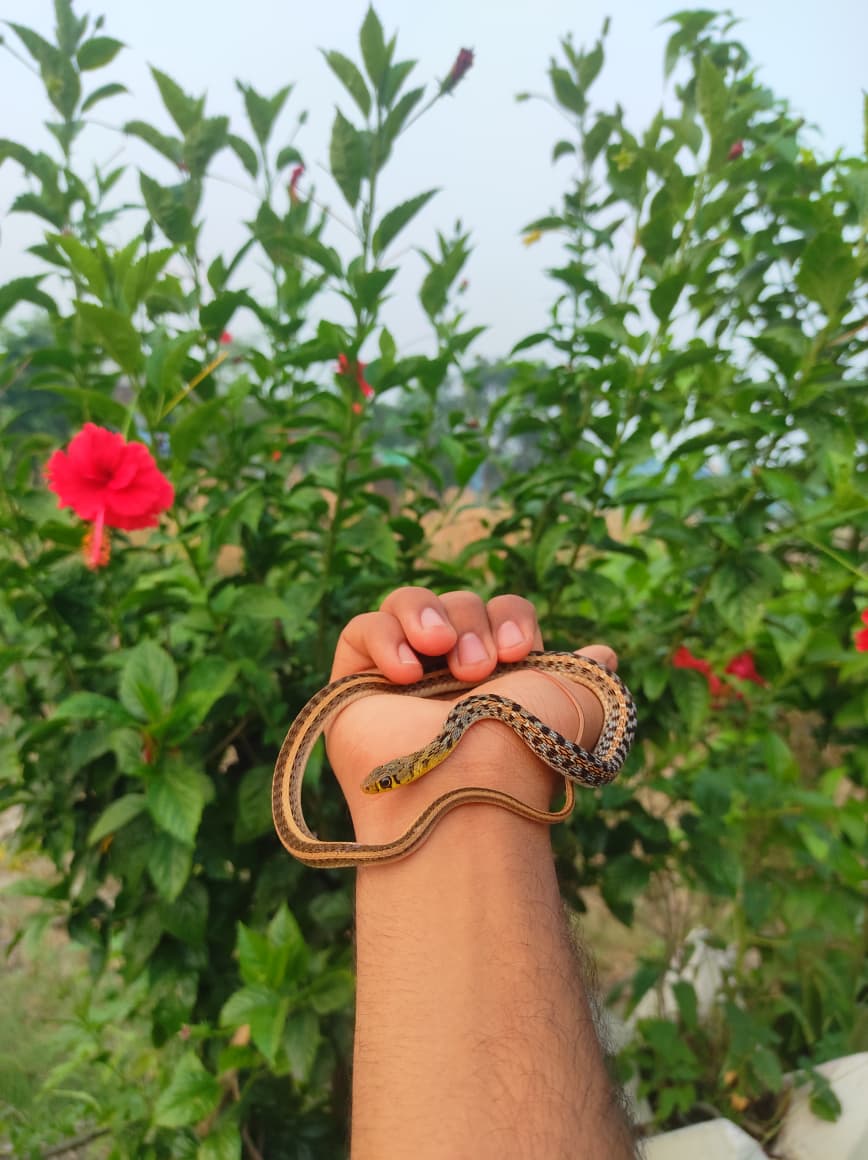 snake rescue operation by Sagar Pandey in Snakeinmyhand2